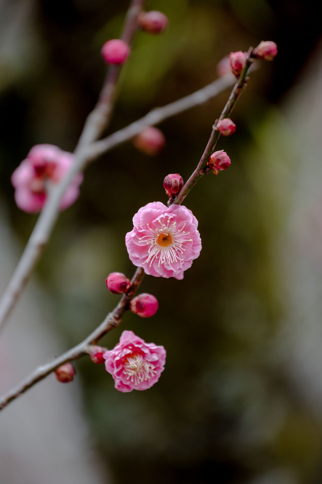 ⛩️ 생신을 모신 천만궁 (이키미텐만구) 이미지 6
